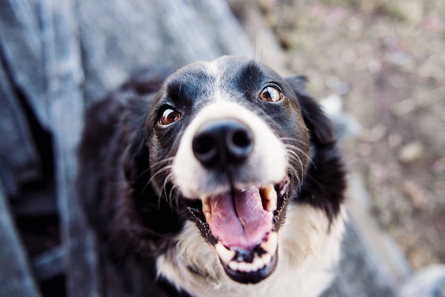 happy black and white dog
