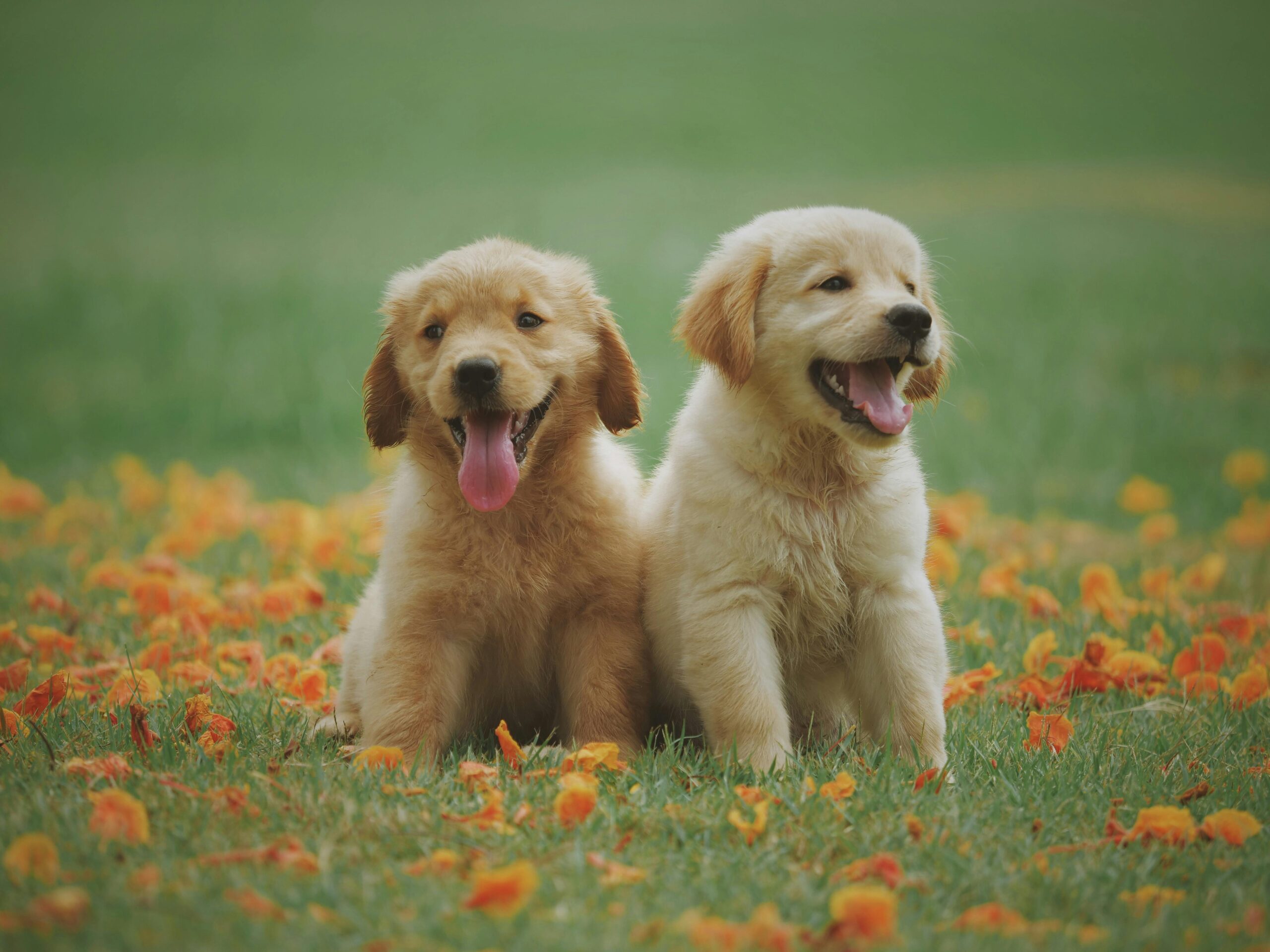 Two golden retriever puppies sit on grass surrounded by orange and yellow flowers, both with tongues out and appearing happy. Their joyful bond reminds us how pets can bring comfort during challenging times like divorces.